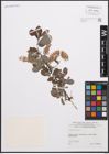 Foto von Salix cinerea L.